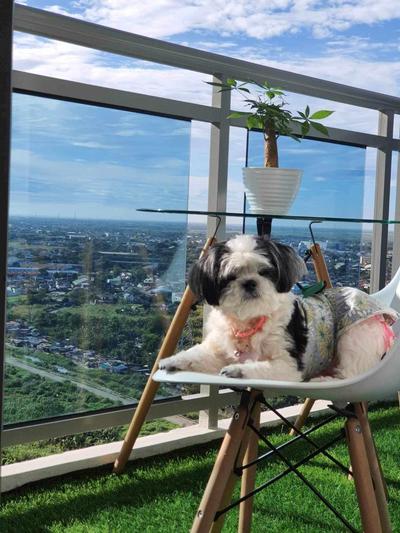 Azure North - Executive Suite