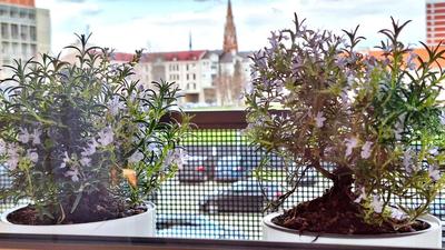 Apartman Lucille