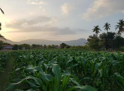 បក្សី Baksaei Retreat Ricefield Villas