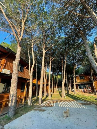 Mikpritja Velipoje 2