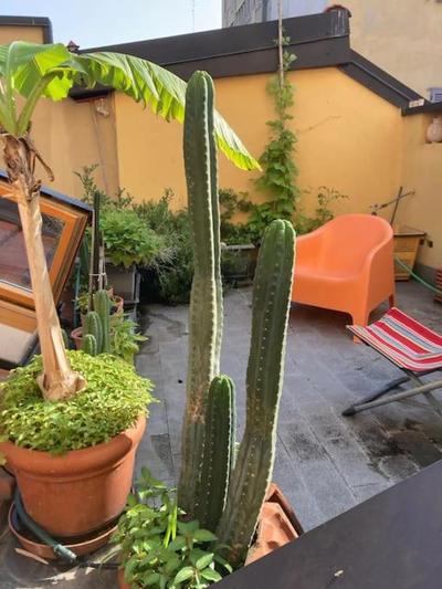 Totem Loft