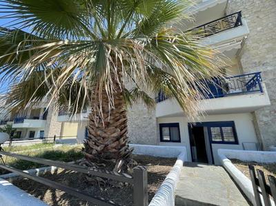 Summer Palm