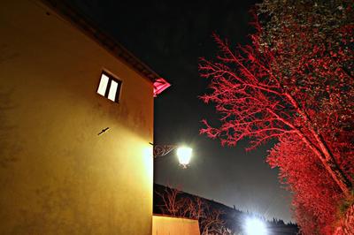 Ulivo Rosso