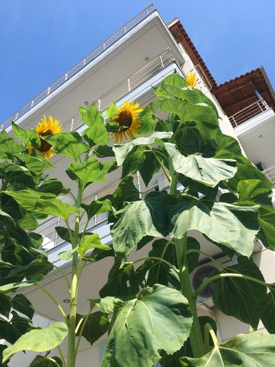Sunflower Himara