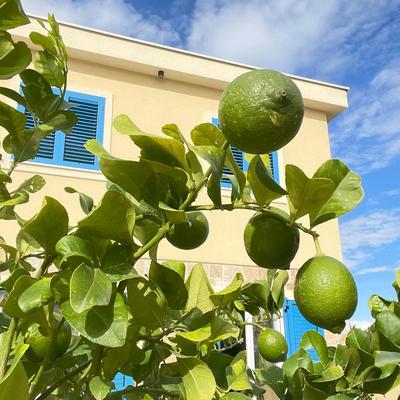 Zaton-Nin Holidays - Olive Apartment