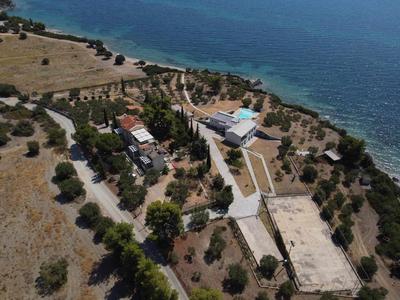 3 Olive Trees - Sithonia