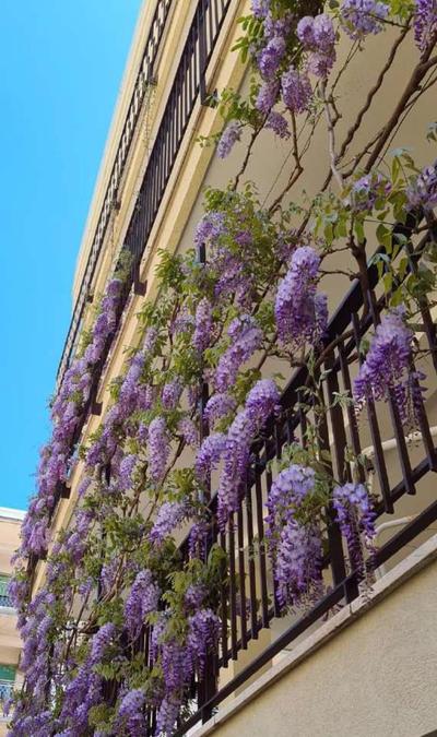 Apulia Suite - Apartments