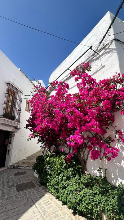 Suite Buganvilla Vejer
