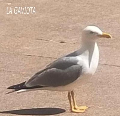 La Gaviota