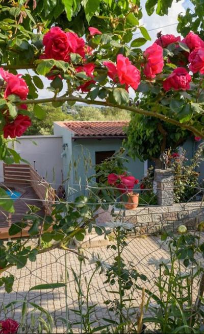 Rose Hedge: mountain rustic cottage