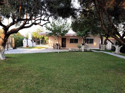 Olive TreeHouse