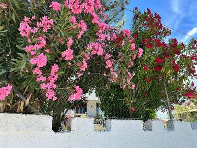 Zante Star Summer House