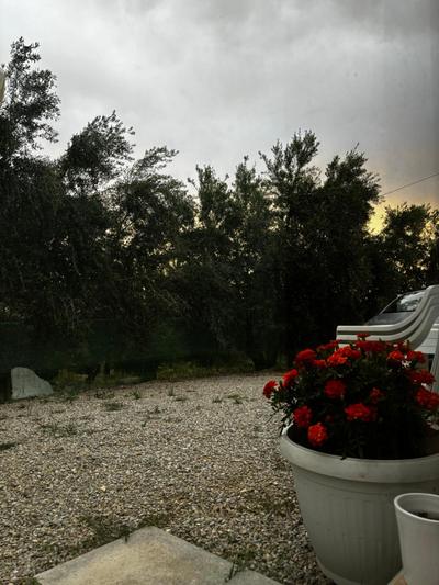 Stella's Olive Tree House