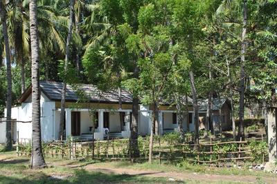 Triple Tree Turtle Snorkling Gili Trawangan