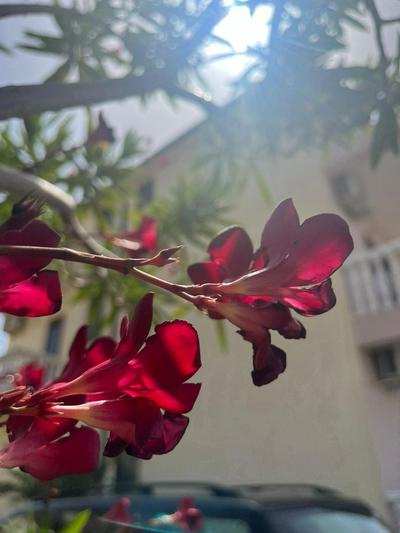 Residence Domus Aurea