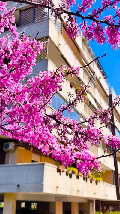 Rome Sweet Home