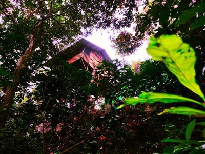 Forest Villa, Lakkidy, Wayanad