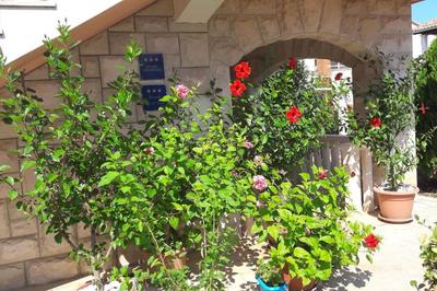 Apartman Veronika A - The beauty of hibiscuses