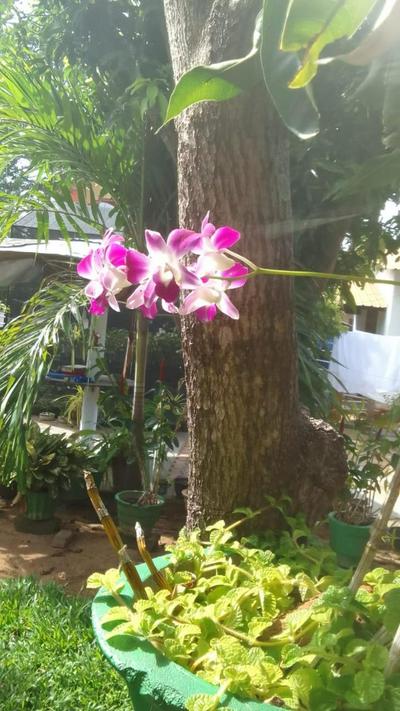 New Hamsam Villa