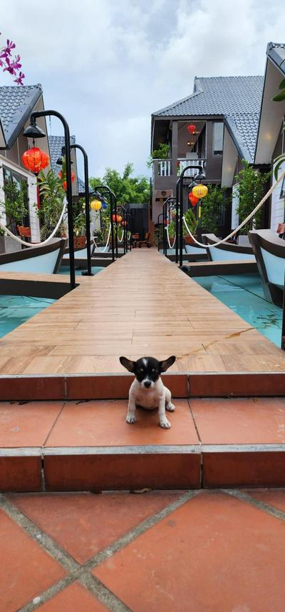 Coco Bungalows Hoi An