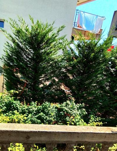 House garden Budva Elizabeth near see