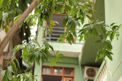Green Guest House Calangute Goa