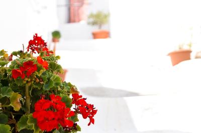 Maria's House - Chamezi