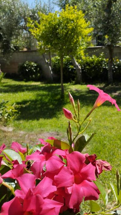 SoleLuna Alba