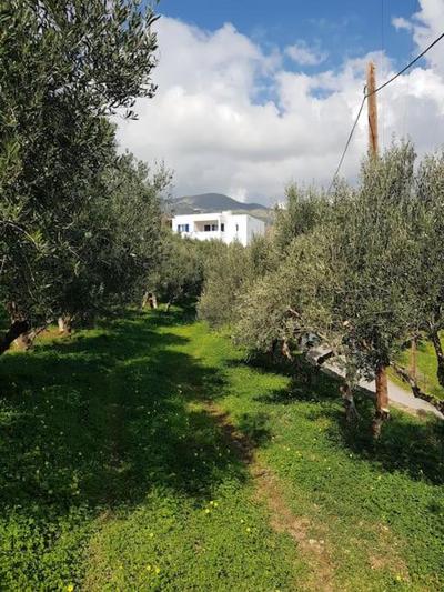 Olive Grove Serenity villa