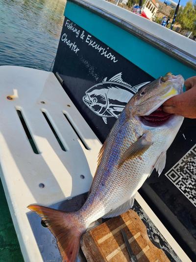 Fishing Chatrer -Big game-izleti brodom