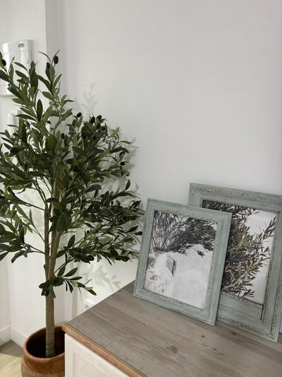 El Olivo Verde