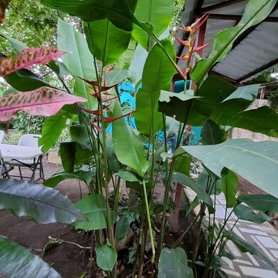 Hospedaje y Restaurante la cocina de Mami