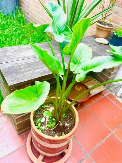 Habitaciones Unicentro, clinica Santa Fe