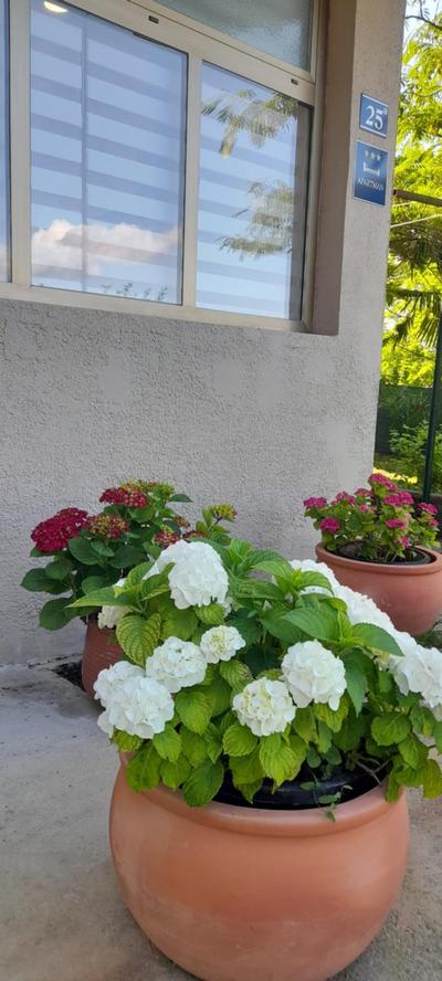 Hortensia