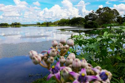 Lake Lower Hotel & Yala Safari
