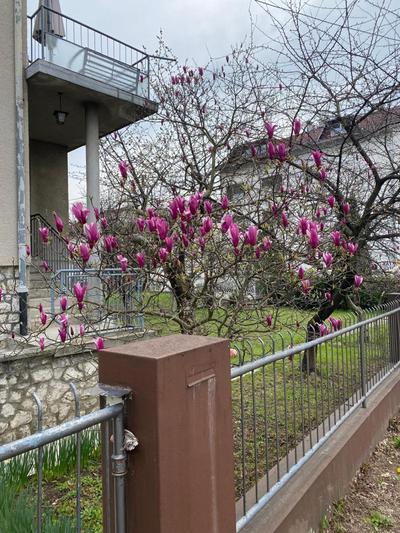 Magnolia apartment Zagreb with free parking