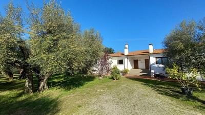 Casa nell'uliveto