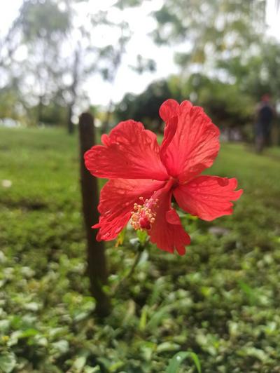 Hibiscus Garden