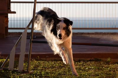 Appartamento in villa con terrazza vista mare - pet friendly