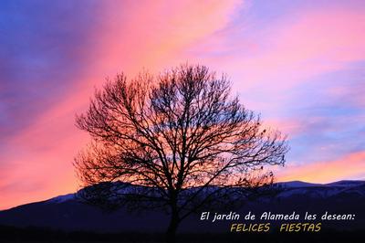 El Jardín de Alameda