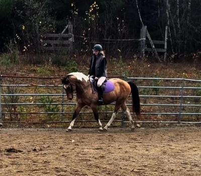 Glamping On a Horse Farm With Mini Cows in Lakes Region!