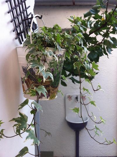 Cute Apartment For You