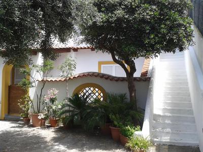 Pitosforo - Ulivo - Cocco