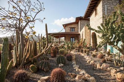 Garden Cactus