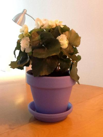 Apartamento Faro Blanco