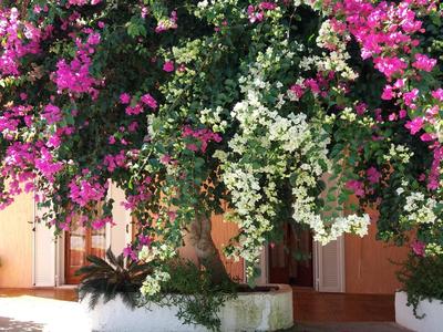 Constantinos Apartments