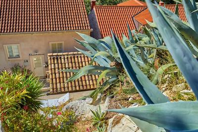 House Agave