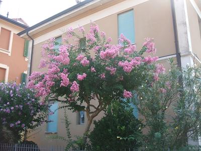 B&B Accorsi