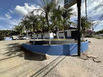 Wide Mouth Frog Conchal