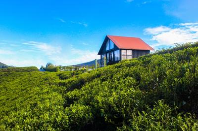 The Blackberry Cottage